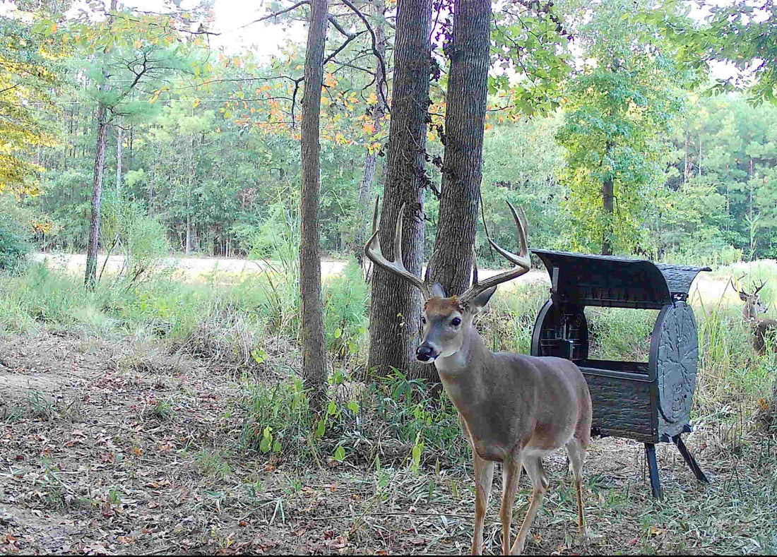 5 Best Spots To Put A Trail Camera