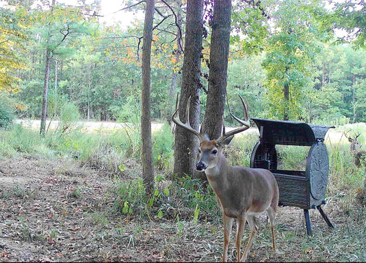 5 Best Spots To Put A Trail Camera