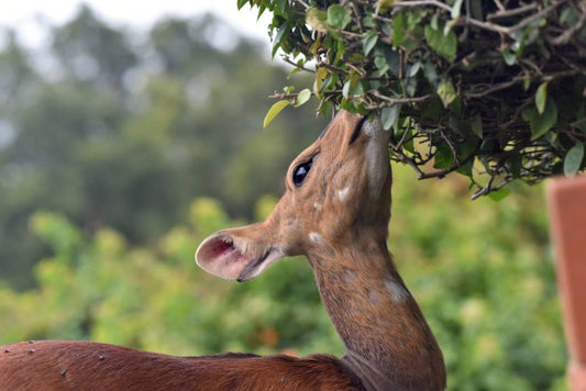 Deer eating leaves