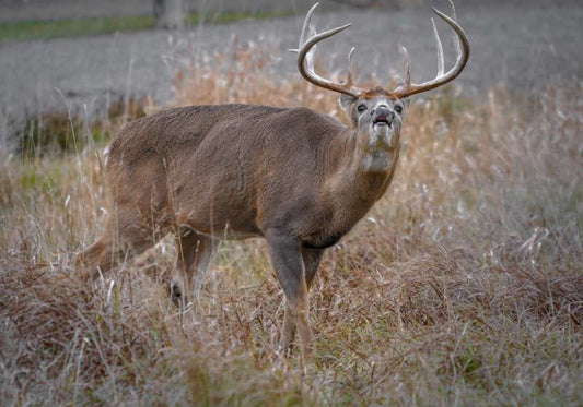 Stag calling to another deer in a field 