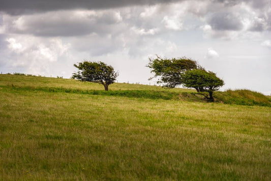 Trees blow in a field on a very windy day