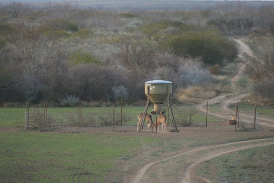 Deer at a Texas ranch feeder 