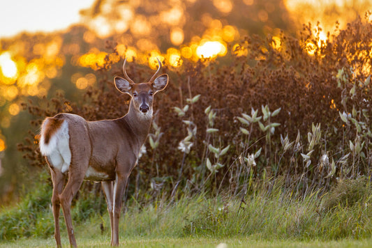 Sunlit red deer in summer nature