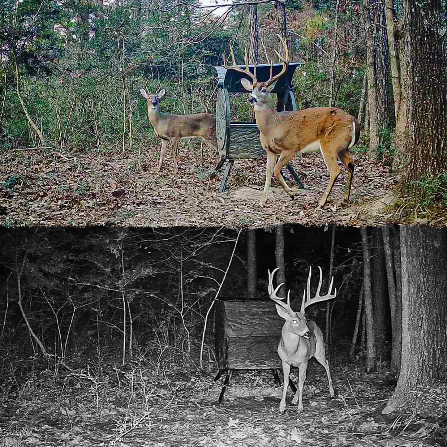 Daytime Deer Feeder – OUTFITTER BUNDLE