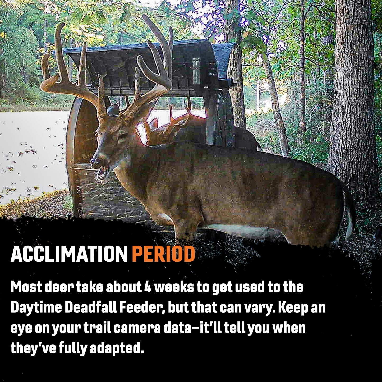 Daytime Deer Feeder – OUTFITTER BUNDLE